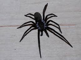 Large Black Spider Kukulcania Hibernalis Bugguide Net