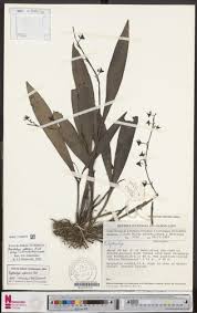 Image result for Polystachya albescens