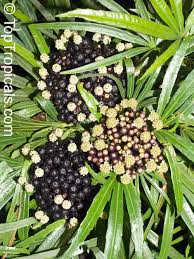 Image result for Xylopia odoratissima