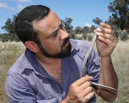 Enhancing critical habitat for the Pink-tailed Worm-lizard in agricultural  landscapes