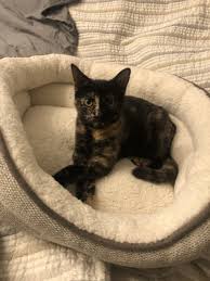 Cats of all ages, activity levels, colors and sizes are waiting and ready to be adopted at no cost! Rehoming Your Cat In Md Rehome By Adopt A Pet Com