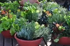 Jul 14, 2021 · select a container and provide drainage based on the number of herbs you want to include in the container and the spacing required, determine the size of the garden's container. Growing Herbs In Pots Better Pets And Gardens