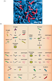 Pneumococcal Pili And Adhesins Sciencedirect