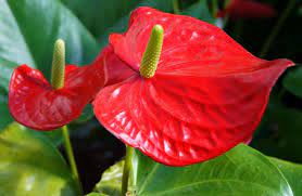 Anthurium Andreanum Revista De Flores Plantas Jardineria Paisajismo Y Medio Ambiente