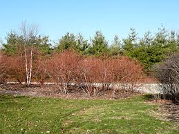 The wildlife group has a complete offering of oak trees for your hunting property. Food Plot Fruit Trees