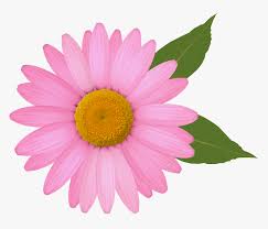 1 page worksheet downloadfree worksheet. Pink Daisy Png Clipart Image Daisy Flower Picture Clipart Transparent Png Kindpng