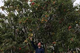See more ideas about growing fruit, growing fruit trees, fruit trees. Gardener S One Apple Tree With 250 Varieties Grafted Onto It Apple Tree Single Tree Espalier Fruit Trees