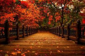 Autumn nature wallpapers hd pictures one hd wallpaper pictures 1000ã 690 autumn images backgrounds (. Download Pretty Fall Wallpapers Hd Wallpapers Book Your 1 Source For Free Download Hd 4k High Quality Wallpapers