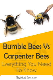 A large bee the size an shape of an bumble bee, but with a body that is mostly or entirely black, is most likely a carpenter bee. Bumblebees Vs Carpenter Bees They Share A Few Similarities But We Re Here To Look At Their Differences Click The Pin To Learn Mo Bumble Bee Carpenter Bee Bee