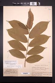 Image result for Antiaris