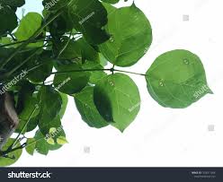 Image result for Erythrina fusca