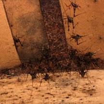 It's not clear when how do i get rid of them? Crickets Camel Crickets And Mole Crickets Archives Page 49 Of 53 What S That Bug