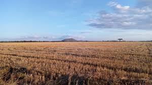 Wheat is the basic cereal crop of the united states, it is cultivated all over the country. Uasin Gishu County Wikipedia
