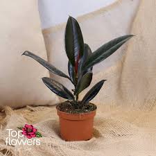 Image result for ficus elastica flower