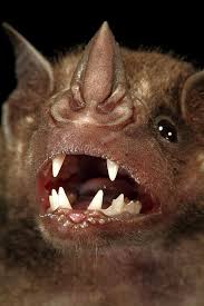Greater Spear Nosed Bat Phyllostomus Photo By Christian Ziegler Animals Unusual Animals Weird Animals