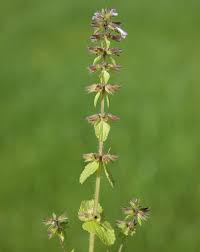 Image result for Stachys aculeolata