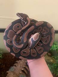 Montana reptile,amphibian and aquarium owners.