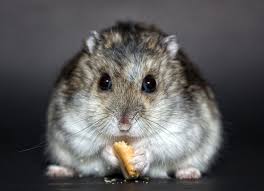 Most pet hamsters live between 1.5 and 3 years ; What Is A Dwarf Hamster S Lifespan How Long Do They Live For