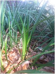 My wife is installing a white area in front of our house so when she saw plants identical to variegated liriope in a garden center i thought nothing about it until i read the plant tag: Aztec Grass Valdosta State University