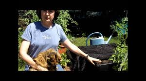 A cat has decided to make my backyard its home. How To Keep Cats Out Of Your Garden Youtube