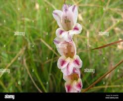 Image result for Gladiolus crassifolius