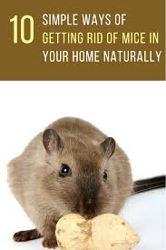 Clean bird feeders regularly with a weak bleach solution to decontaminate them and. 10 Simple Ways To Get Rid Of Mice Naturally In Your Home