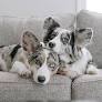 blue merle corgi from www.pinterest.com