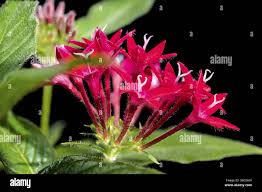Image result for Pentas longiflora