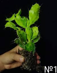 Image result for Brasiliopuntia