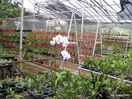 Goods & services:nursery, inc., garden, and apopka, florida, living plants arranged in decorative pots that also contain figurines, penang nursery incorporated panda garden apopka florida. Free Photo Orchid Nursery Beauty Nature Purple Free Download Jooinn