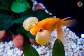 Bubble Eye Goldfish Goldfish Bubble Eye Goldfish Goldfish Types
