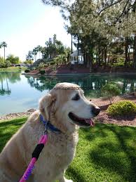 Your location could not be automatically detected. Mimi S Pet Transport Usa Safest Private 48hr Ground Transportation