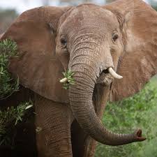 Elephants have a unique body design that makes it hard to confuse them with any other animal in the world. 7ihbbbsndxf1um