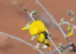 Image result for Crotalaria eremicola