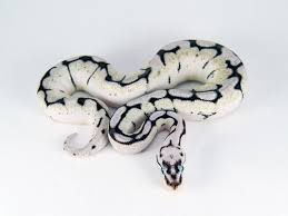 Axanthic Black And White Ball Python This Isn T A Ball Python This Is A Blue Eyes White Snakeu Pet Snake Cute Snake Ball Python Morphs