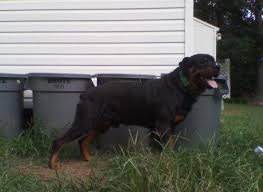 Rottweiler puppies for sale, purebred rottweiler puppies for sale, buy a rottweiler puppy. German Rottweiler Puppies For Sale For Sale In Greensboro North Carolina Classified Americanlisted Com