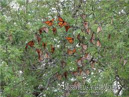 Mariposas Monarca En Jardin Del Museo De Las Aves Museos Aves Jardines