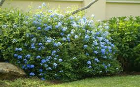 Image result for Plumbago ituriensis