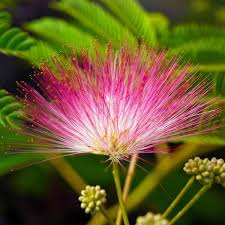 Image result for Calliandra surinamensis