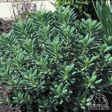 Image result for Fadogia variifolia