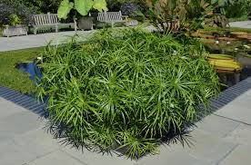 Image result for Cyperus amabilis