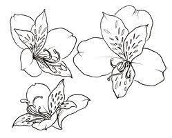 Peruvian Lily Flowers Tattoo By Metacharis On Deviantart Lilies Drawing Lotus Blossom Tattoos Lily Flower Tattoos