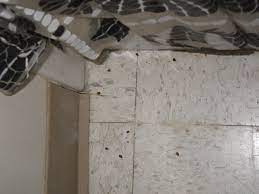 Check for bugs in your bed and all the cracks and crevices in your home. Bed Bugs In Bathroom 2 Bed Bugs