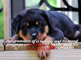 Funny spay and neuter slogans. Animal Quotes Stop Cruelty Against Animal Slogans And Posters Mystic Quote