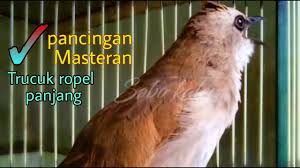 Overall rating of suara burung trucukan ngerol is 4,0. Trucuk Ropel Panjang Isian Untuk Pancingan Masteran Trucukan Youtube