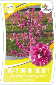 Maybe you would like to learn more about one of these? Peach Dwarf Flowering Pink Duchess Jft Nurseries
