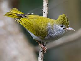 Image result for Buchnera usuiensis