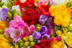 Everything You Need To Know About Freesia Flowers Petal Republic