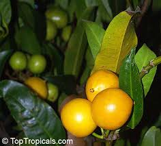 Image result for Garcinia pachyclada