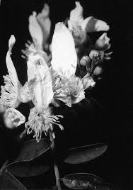 Image result for Ateleia herbert-smithii